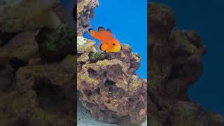 saltwater fish #exoticsfarm #fish #saltwaterfishtank #saltwaterfish #aquarium #aquariumfish #tanks