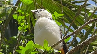 African Bird Aviary at Disney’s Animal Kingdom 4.29.24