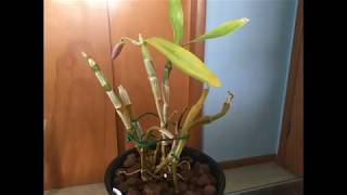 dendrobium  plant 1