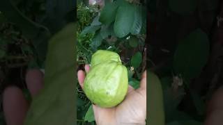 हमारे फार्म के अम्रुद Guvava Plantation in our Farm #fruit #guava #agriculture #farming #plants #gk