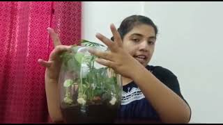 terrarium setting and care(malayalam)