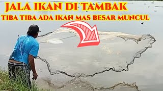 jala ikan mas spot tambak