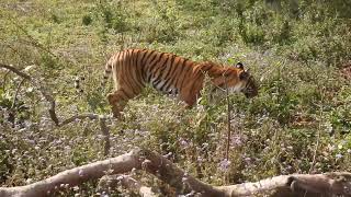 TIGER surprises guests at Corbett-March 2022