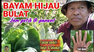 BAYAM HIJAU BULAT | Jom petik@panen