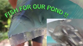 We're Getting FISH FOR OUR POND!!! With a farm update!