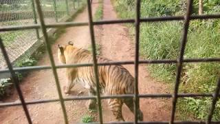 How do Tigers look in reality