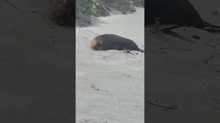 The Seal is resting!