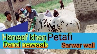 Bail haneef khan petafi sarwar wali dand nawaab Mela 22/4/2023