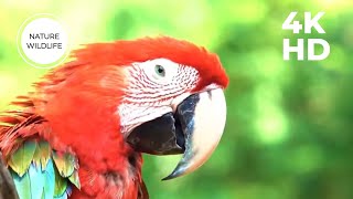 Relaxing Bird Sounds | Stress Relief Sounds | Breathtaking & Soothing Nature