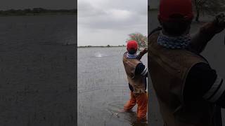 Snakehead fishing #shortsvideo #fishing #indianfishingafsar #trendingshorts #viralvideo