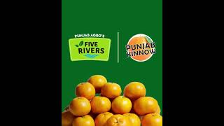 Punjab Kinnow by Five Rivers