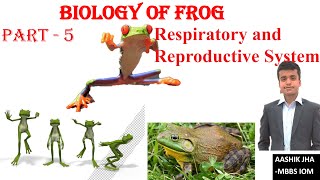 Frog 05 Respiratory , Reproductive and excretory systems for CEE, NEB biology The last part