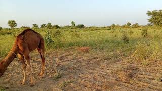 The camel is standing in the field in the Thar Parkar Desert