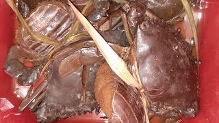 ganito pala itsura ng buntis na alimango (pregnant mud crabs)😱