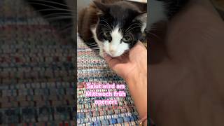 Salut muss operiert werden 😿Katzenvideos 😻#cats #shorts