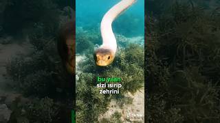 Deniz Yılanı! 🐍🌊😱