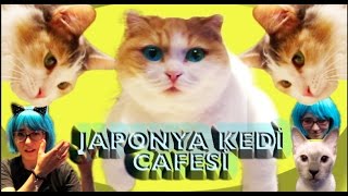 JAPONYA'DA KEDİ KAFELERİ ||JAPONYA’DA OKUYORUM