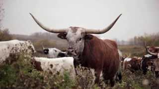 Texas Longhorn Ranch Germany