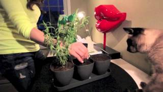 DIY Indoor Herb Garden for $10! Easy and Pretty!