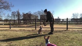 Dog training in Japan. For Nami❤️🐾день 2