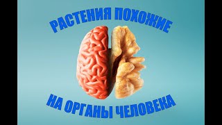 Человеческий организм: сходства с фруктами и овощами, которые вас удивят. // Надежда Зубкова