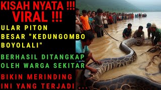 KISAH NYATA !!! VIRAL !!! PENANGKAPAN ULAR PITON BESAR DI KEDUNGOMBO BOYOLALI|