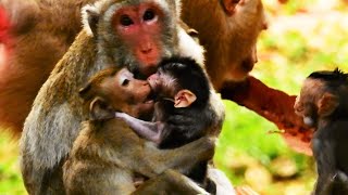 Surprise..! Sister Janna Hold & Kiss Newborn Monkey, Poor Janna Hungry Hug Lull Jane For Milk..