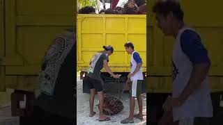 Jangankan ombak,Buah gede ae tak pikuli #music  #petanisawit #pets #shorts #shortvideo #short