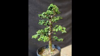 Workshop Wednesdays, Session 4: The Art of Hinoki Cypress Bonsai