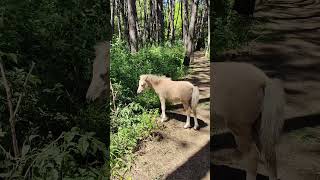 Мать и дитя 🐴 #nature