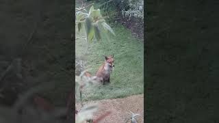 Foxes in the garden