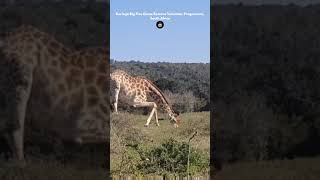 Giraffe goes for a drink at Kariega! 🦒