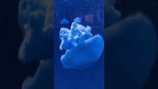 Blue Jelly Fish!