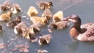 Top 10 Fish Eat Ducks