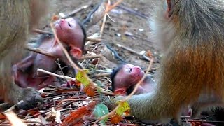 Please help me! Just the newborn's head stuck to the tree when Mom was caught recklessly