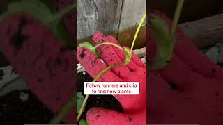 #plantcare #strawberryplants #howtopropagate Learn how to propagate new strawberry plants