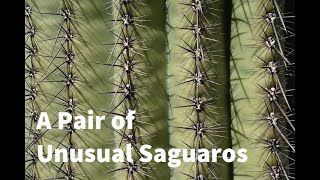 A Pair of Unusual Saguaros