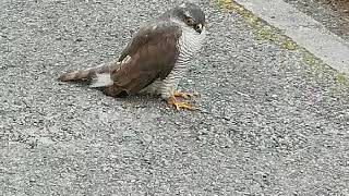 sparrow hawk