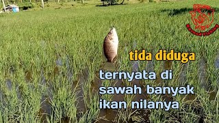 mancing ikan nila/mujaer di area persawahan