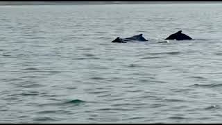 Dolphins 🐬 @ Murud Dapoli Beach Maharashtra