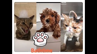 💗When My Baby Take Shower💗My Cat Hate It😹 How About You?😬 Funniest compilation 1-2020August