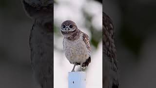 Attractive owl🦉Beautiful birds #shorts #owl #birdwatching #nature #beautiful #bbcearth #netgeowild