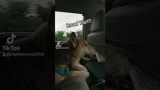 Car trip with my dog #dogs #pets #shortsfeed #shorts shorts