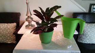 How to care for Croton Plant