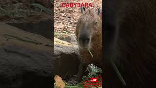 Capybara Munching Away 🐹🌿 | The World's Chillest Snack