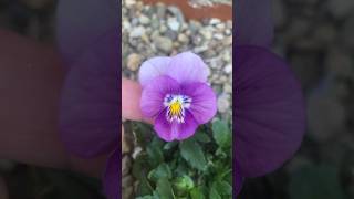 The first Viola bloom in the garden