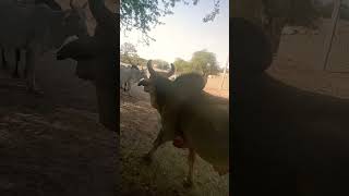 BULL Video #shorts #youtubeshorts #wildlife