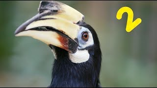 5 Facts: Oriental Pied Hornbill