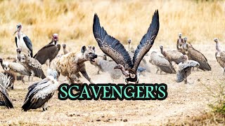 Scavengers of the Savannah: Nature's Cleanup Crew