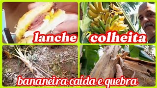 Como colher bananas 🍌//lanche em 1minuto//Bananeiras caída com ventos fortes!